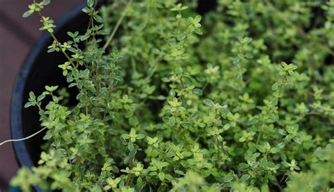 How to Grow Thyme | Gardener's Supply