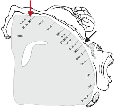 Refining Penfield's Motor Homunculus - Neuroscience News | Homunculus, Neuroscience, Map