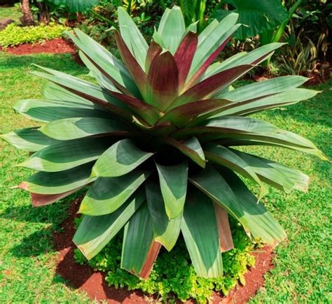 Alcantarea 'Purple' Imperial Bromeliad 10" Pot - Hello Hello Plants