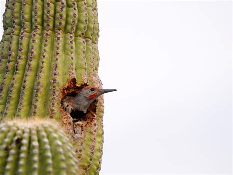 Gilded Flicker Bird Facts (Colaptes chrysoides) | Birdfact