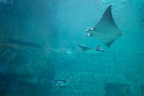 Manta Rays in Aquarium at Seaworld 1 Editorial Stock Photo - Image of ...