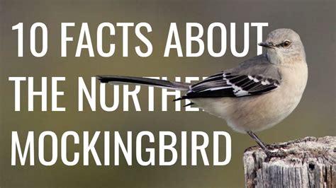 10 Facts About the Northern Mockingbird (Call/Song, Behavior, Pop ...