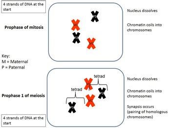 Mitosis vs. Meiosis Animation PowerPoint by Beverly Biology | TpT