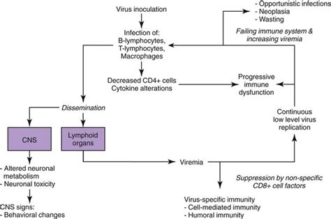 Feline Immunodeficiency Virus Infection | Veterian Key