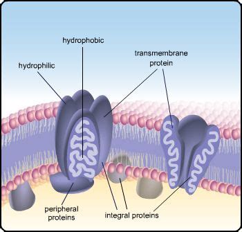 Plasma membrane with parts labeled, hydrophilic, hydrophobic, transmembrane protein, integral ...