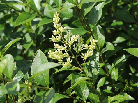 Ovalblättriger Liguster - Ligustrum ovalifolium - Baumschule Horstmann