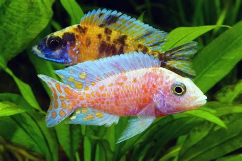 Peacock Cichlid Complete Care Guide: Types, Colors & More - Everything Fishkeeping