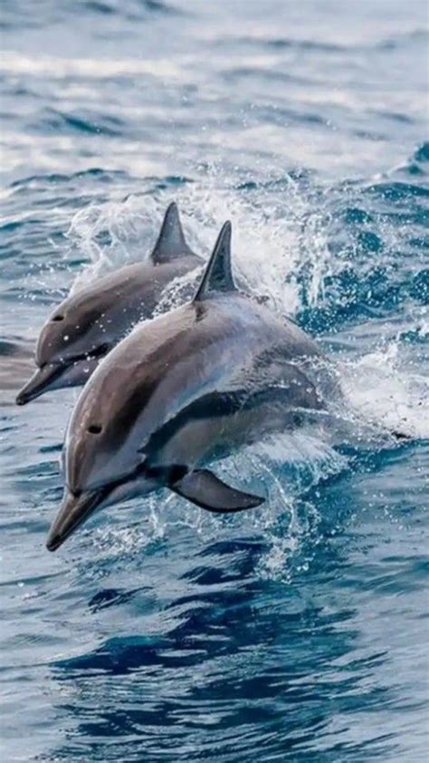 Pin de 💙 Ązul 💙 en Beautiful Blue | Delfines, Delfines en el mar, Ballenas