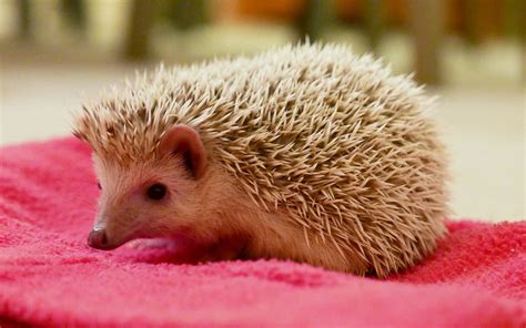 African Pygmy Hedgehog: Profile, Traits, Facts, Pet, Care - Mammal Age