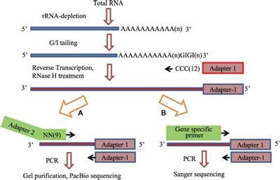 Frontiers | Heat Shock Responsive Gene Expression Modulated by mRNA Poly(A) Tail Length