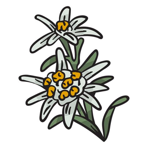 Edelweiss National Flower Switzerland Illustration PNG & SVG Design For ...