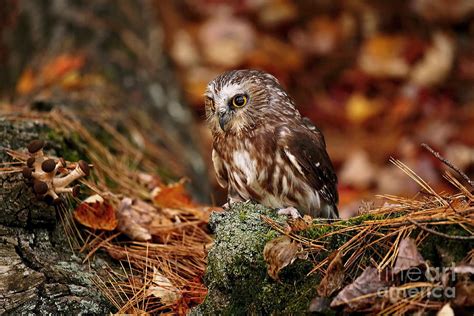 Young Saw Whet Owl Nesting On Autumn Leaves Photograph by Inspired Nature Photography Fine Art ...