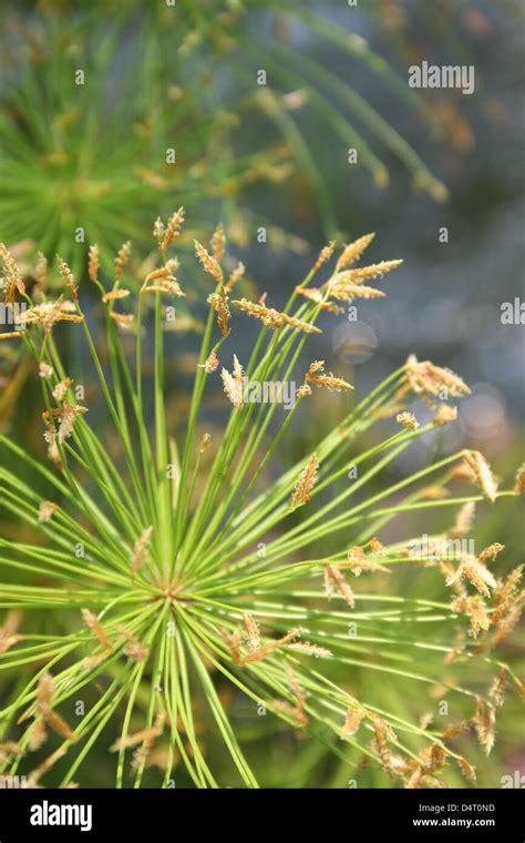 Grass seed head Stock Photo - Alamy