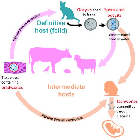 The life cycle of Toxoplasma gondii. Bradyzoites occupy a central place... | Download Scientific ...