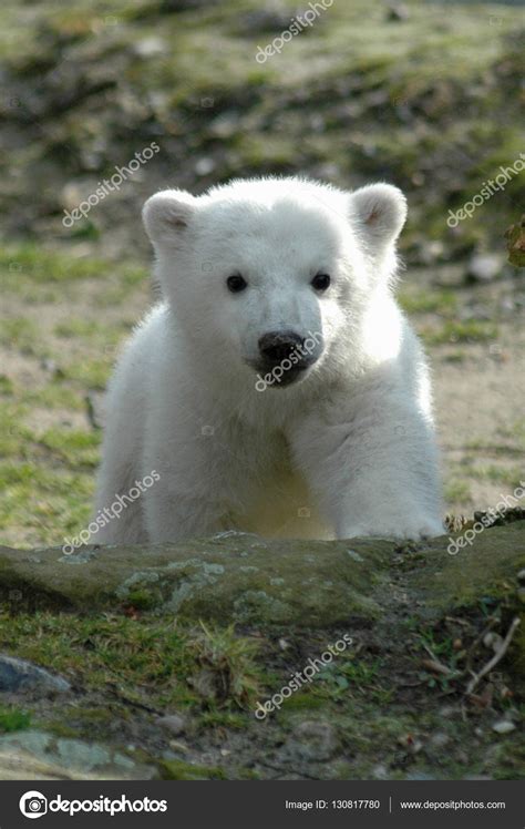 Polar bear baby Knut – Stock Editorial Photo © 360ber #130817780