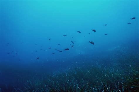 Premium Photo | Forest of seaweed seaweed underwater underwater scene