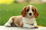 Beaglier Puppies for Sale from Reputable Dog Breeders