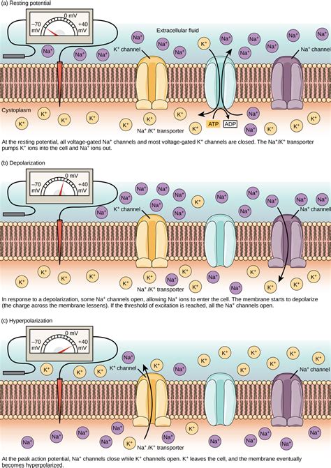 Top 182 + Neuron action potential animation - Lifewithvernonhoward.com