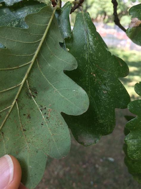 Quercus bicolor (Fagaceae) - leaf