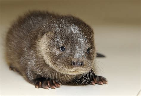 Serious Otter Pups: A Serious Otter Pup hasn’t really had time to air...