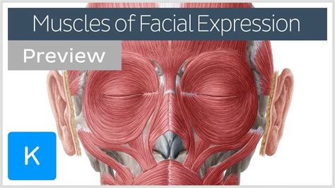 Muscles Of Facial Expression Anatomy