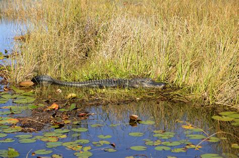 Everglades National Park - Alligator | Everglades | Pictures | United States in Global-Geography