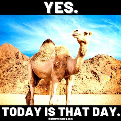 Yes We Know Its Hump Day Memes Funny Hump Day Memes Hump Day Quotes | Images and Photos finder