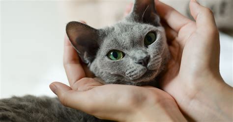 Gray Cat Breeds: 11 Sleek and Silver Kitties