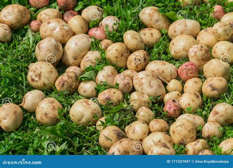 Harvesting Crop Potatoes Stock Photos - Download 3,287 Royalty Free Photos