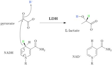 Lactate dehydrogenase - Wikipedia