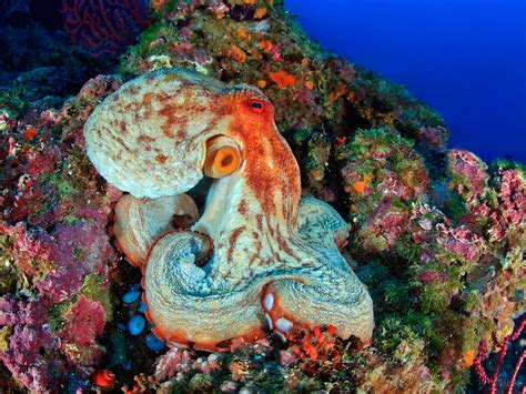 Octopus Vulgaris Habitat