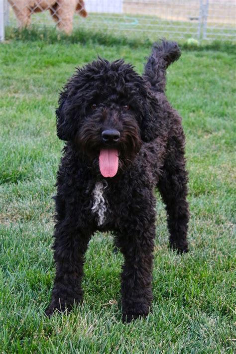 Black Labradoodle Dogs