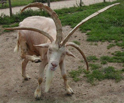 Musimon - Resembling a hybrid of a goat and a sheep with four horns on their heads, these ...