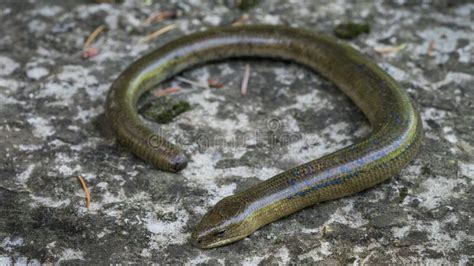 Legless Lizard in Natural Habitat. Male Stock Image - Image of brown, life: 120459821