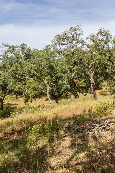 Trail in Cork Tree Forest Santiago Do Cacem Stock Image - Image of portugal, cacem: 94682109