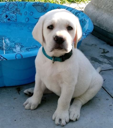 Labrador Retriever Puppies for adoption