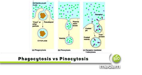 Difference between Phagocytosis and Pinocytosis - biomadam