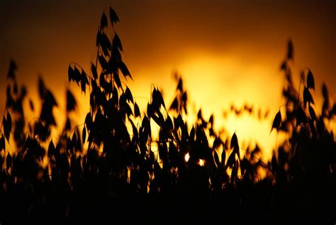 Sunset over the oat field | Sunset behind a field of oats. S… | Flickr