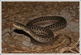 Non-venomous Snakes of Florida Photo Gallery by Daniel D. Dye at pbase.com