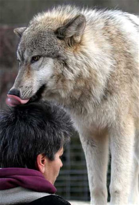 59 best images about Wolf Hybrids on Pinterest | Wolves, Husky wolf mix and Wolfdog