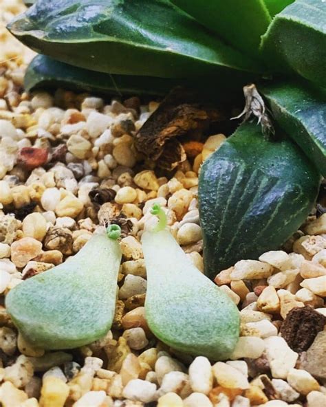 Propagating Succulent Leaves: A Comprehensive Guide