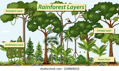 Layers Rainforest Vector Illustration: vetor stock (livre de direitos) 2248808523 | Shutterstock