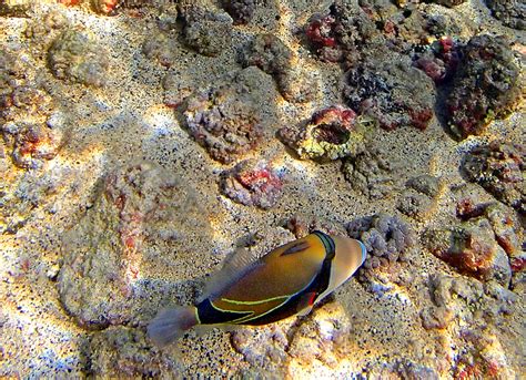 Hawaii: Snorkeling at Kahalu'u Beach Park, Big Island | WanderWisdom