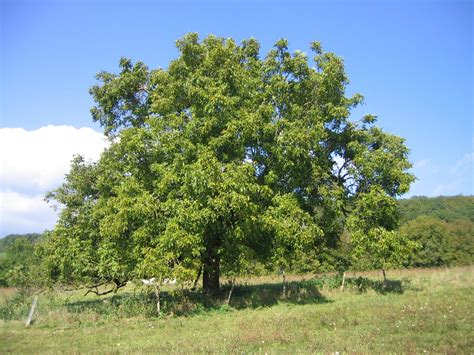 Walnut (Juglans regia) | Feedipedia