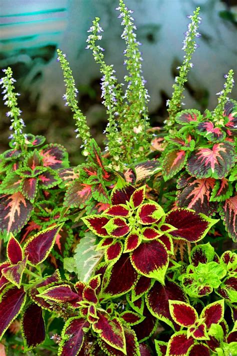 Coleus Plant Indoor Care guide - The Contented Plant