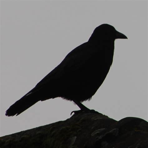 Birdwatching in the Garden - Dringhouses Scouts