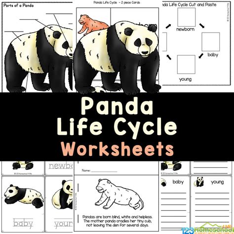 Life Cycle Of A Panda