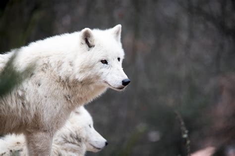 OUTDOORS: Wolves are native to Olympics, but not likely to return | Peninsula Daily News