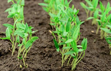 Pepper seedlings stock photo. Image of growth, young - 94431254