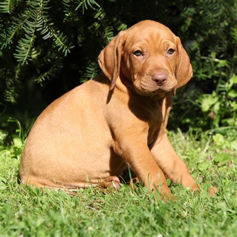 Vizsla Puppies Make Your Day Better in 10 Photos – Dogster